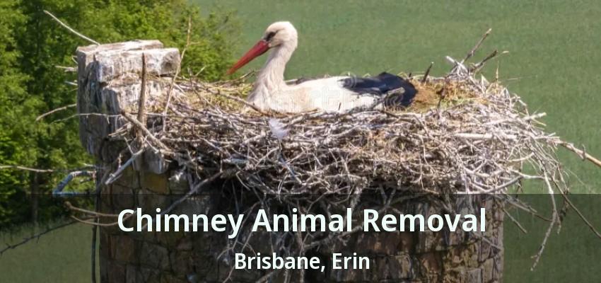 Chimney Animal Removal Brisbane, Erin - ON