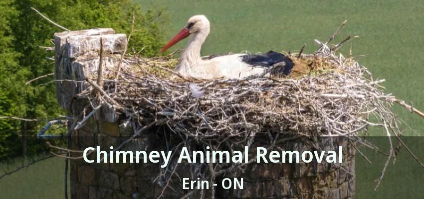 Chimney Animal Removal Erin - ON