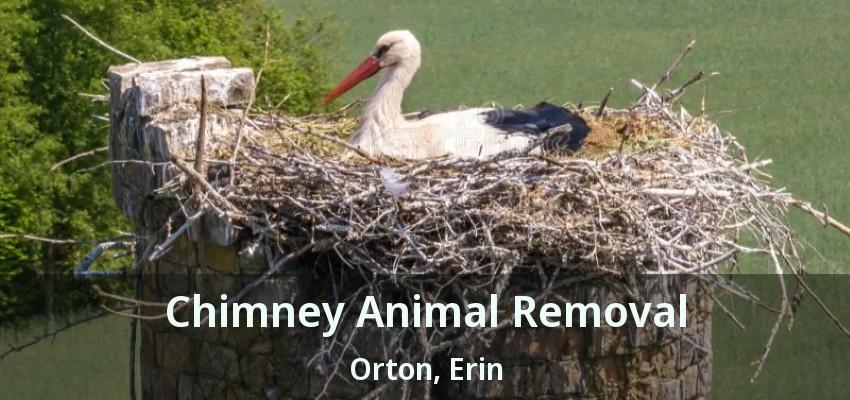 Chimney Animal Removal Orton, Erin - ON