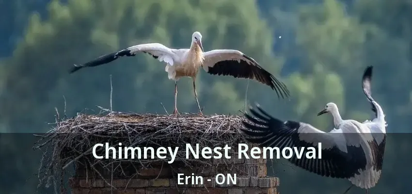 Chimney Nest Removal Erin - ON