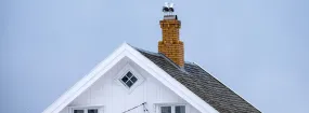 Chimney Nest Removal Erin